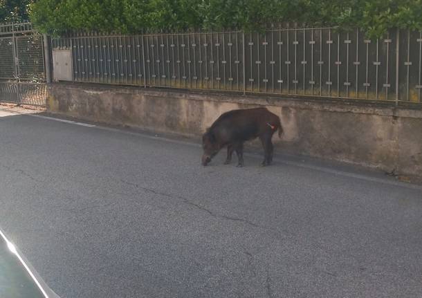cinghiale sesto calende