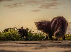 gatti randagi gatto randagio