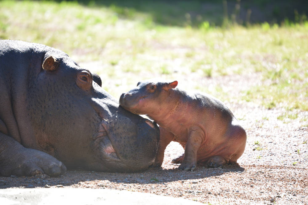 Ippopotamo