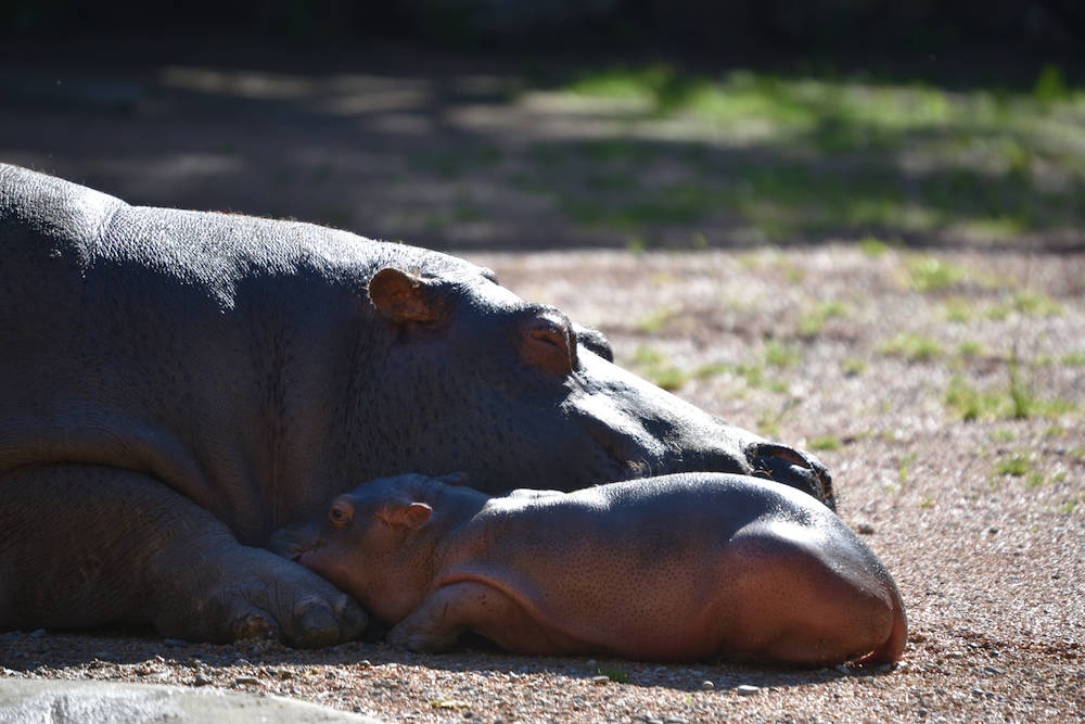 Ippopotamo