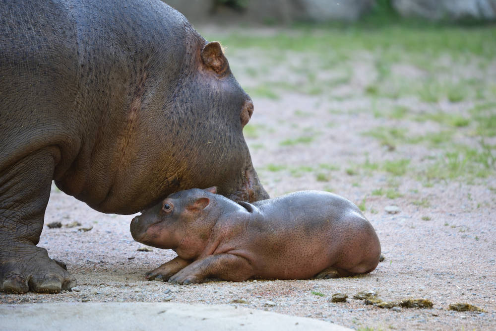 Ippopotamo
