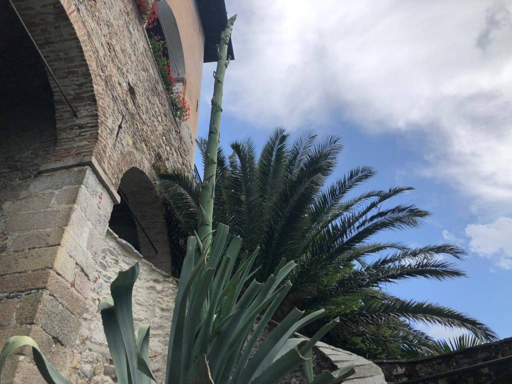 L'agave di Santa Caterina del Sasso è fiorito