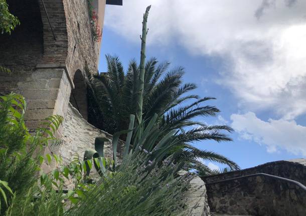 All’Eremo di Santa Caterina del Sasso di Leggiuno sta fiorendo l’agave
