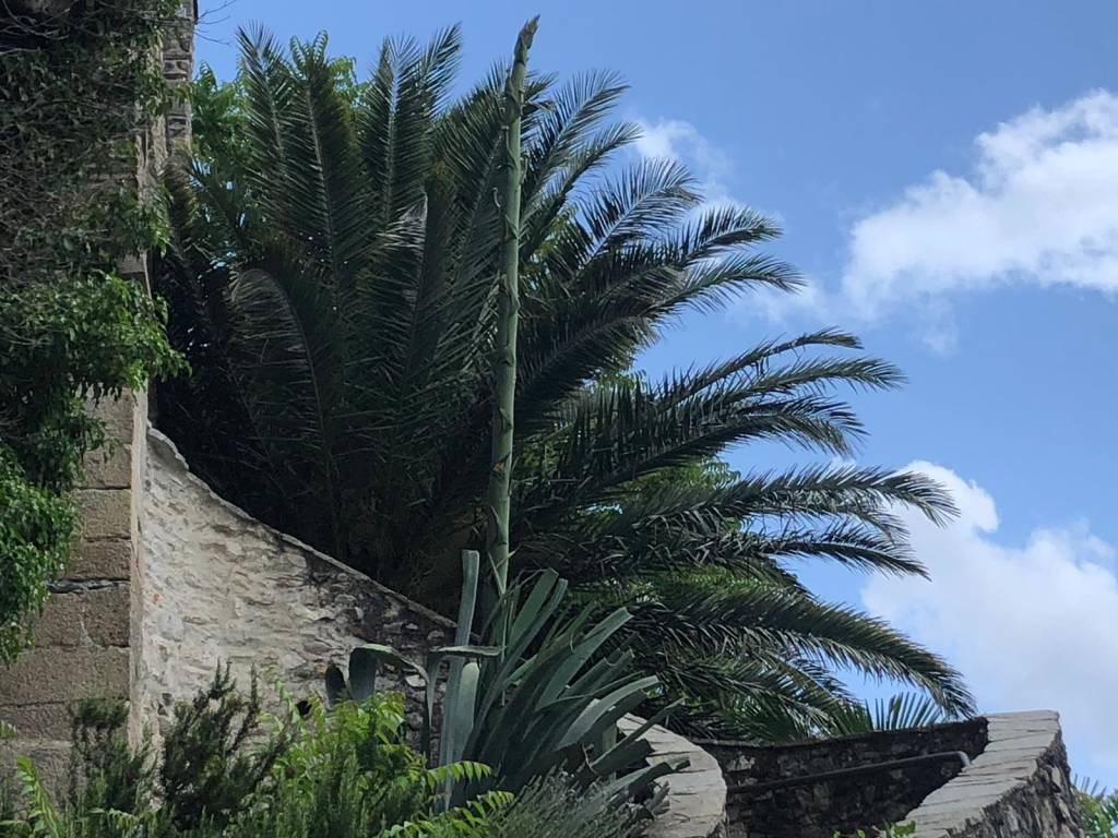 L'agave di Santa Caterina del Sasso è fiorito 