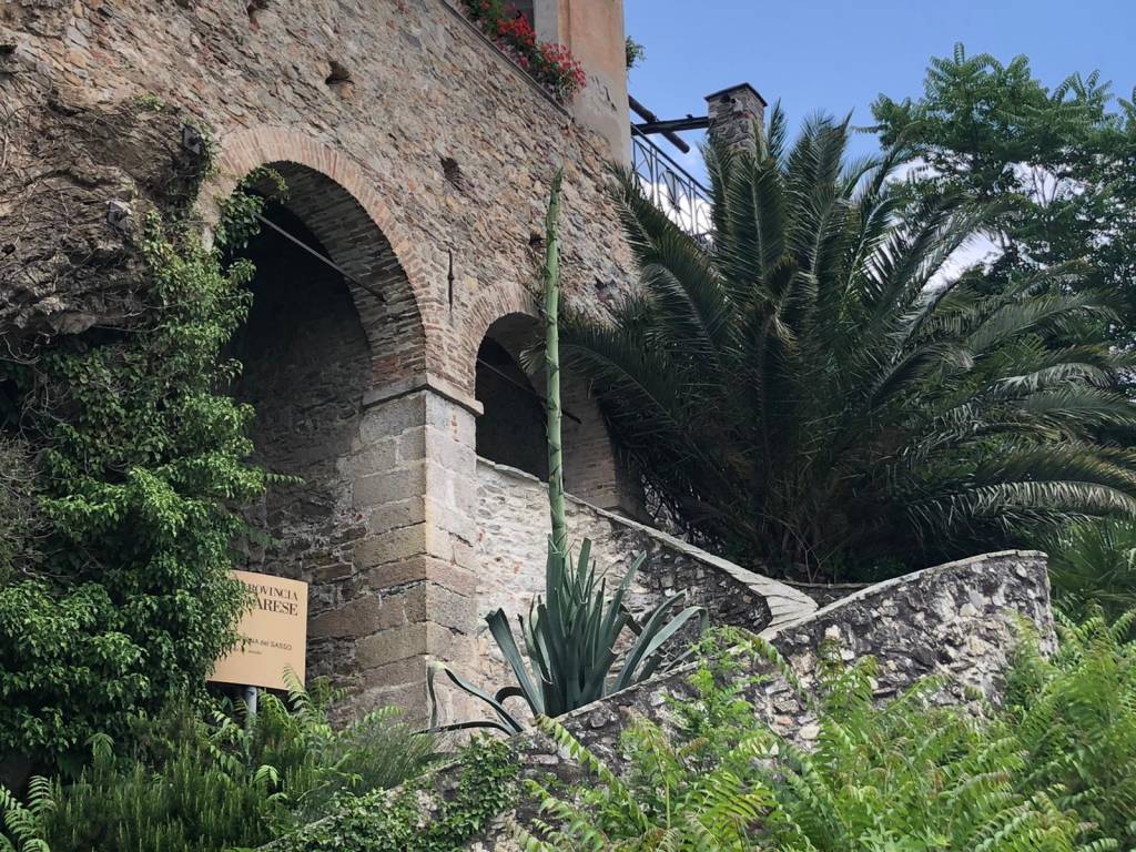L'agave di Santa Caterina del Sasso è fiorito 