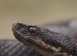 serpenti e uomini della valgrande - marco tessaro