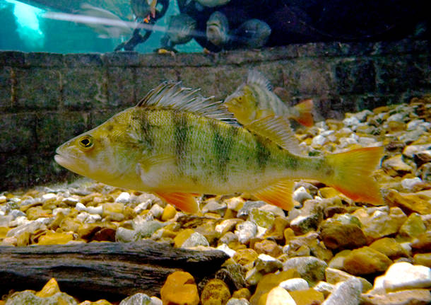 pesce persico perca fluviatilis