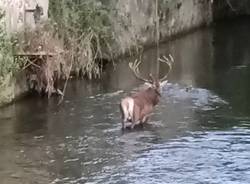 Fagnano Olona generiche