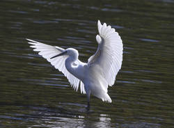 garzetta al Boschetto di Germignaga
