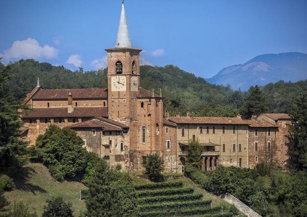 Castiglione Olona  - Vendemmia 2021 nella vigna  della Collegiata