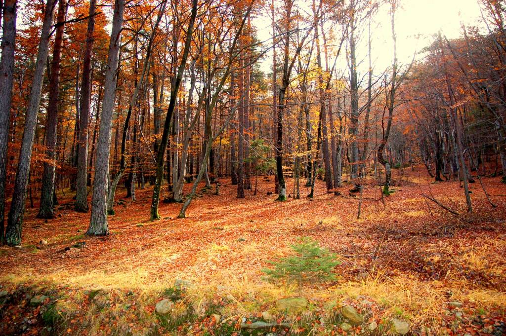 treno del foliage - ph. Rob Lewis