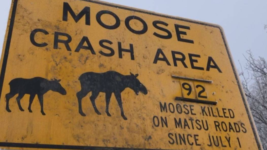 Animali selvatici e sicurezza stradale 