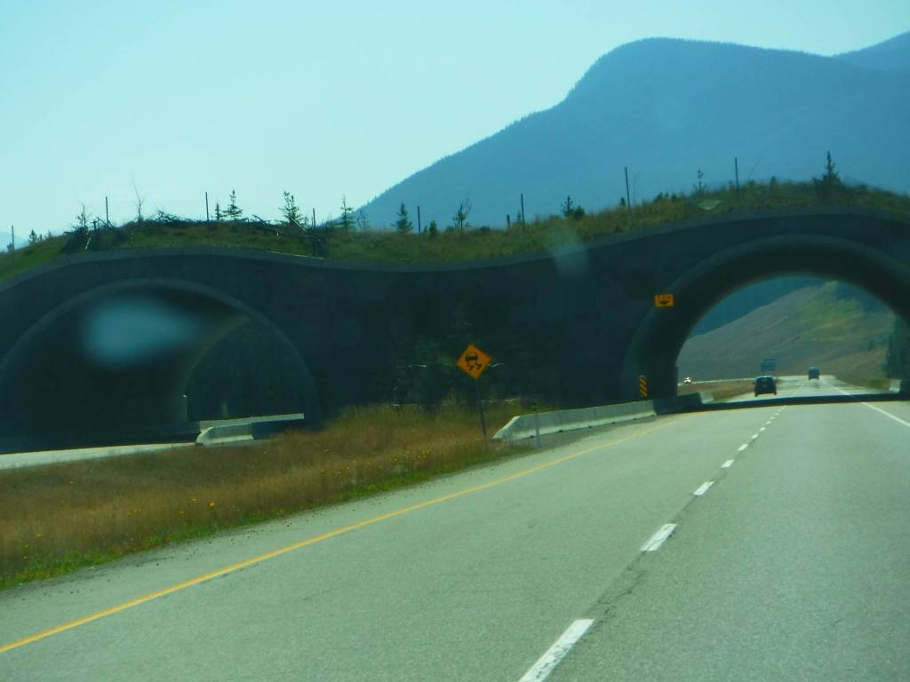 Animali selvatici e sicurezza stradale 