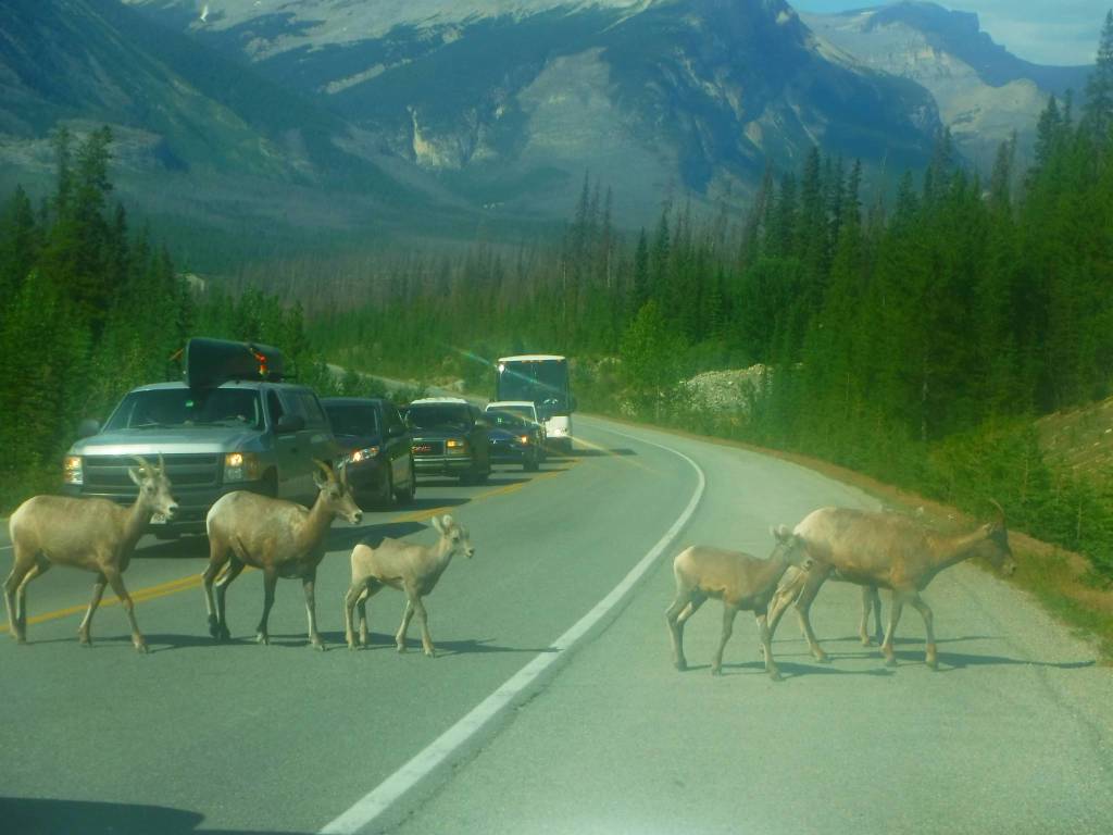 Animali selvatici e sicurezza stradale 