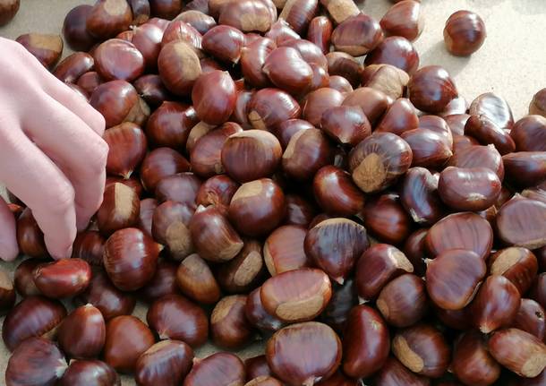 Il sole ha riscaldato la 23esima castagnata dell’Avis di Saronno