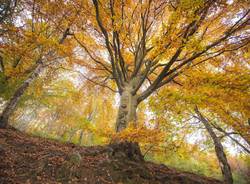 Lo spettacolo del foliage all'Oasi Zegna 
