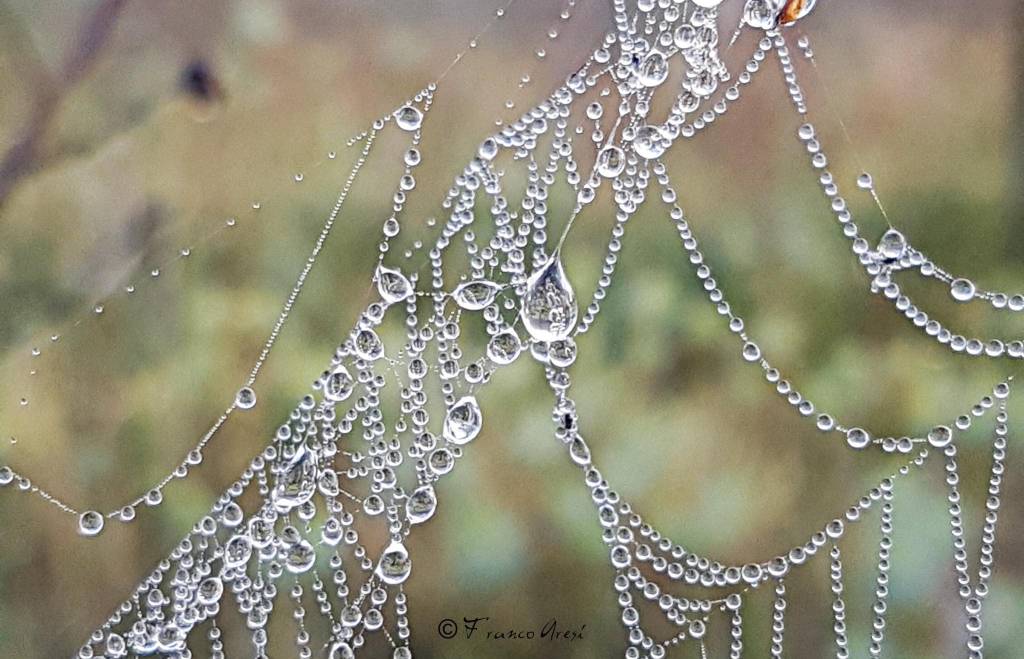 Rugiada autunno Franco aresi