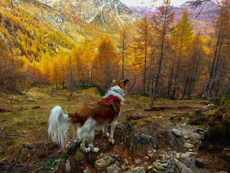 Autunno Foliage ossola