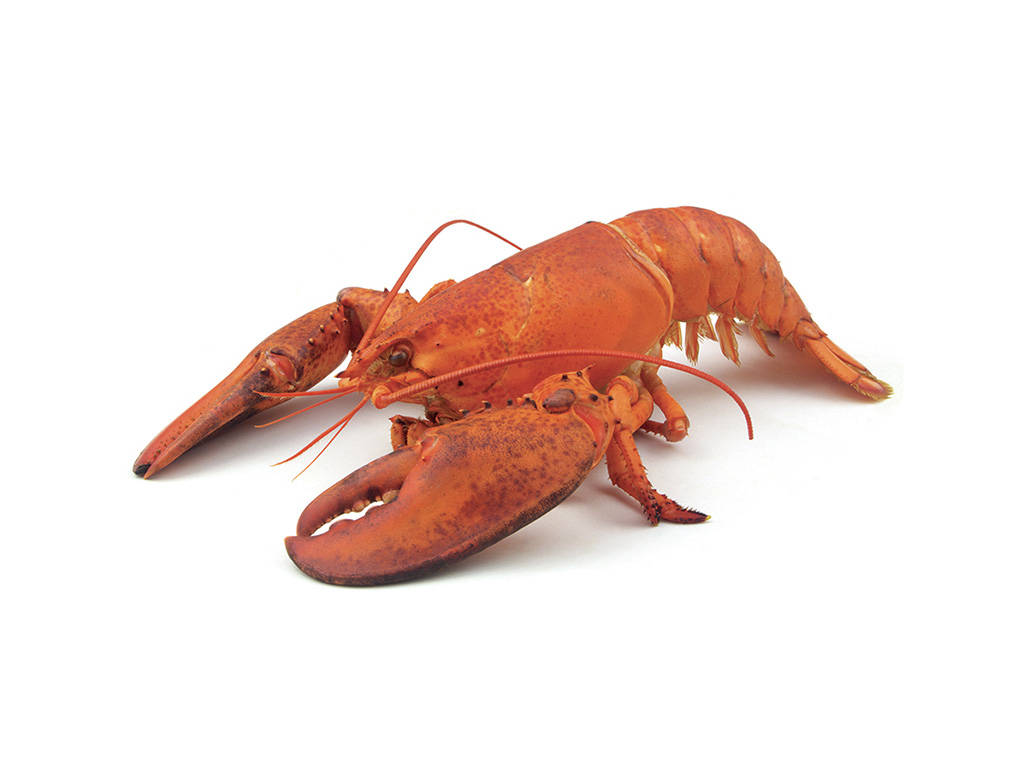 Calendario Avvento TIGROS 1-5 dicembre