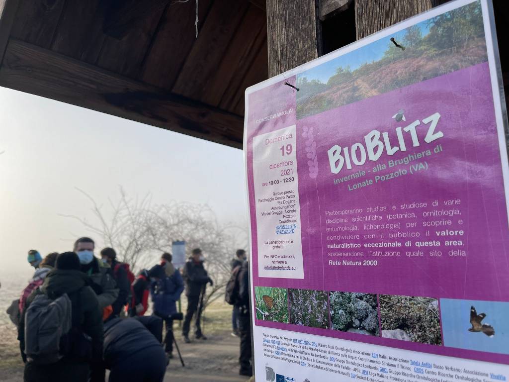 Bioblitz alla brughiera di Lonate Pozzolo