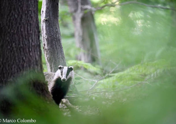foto del giorno tasso parco pineta