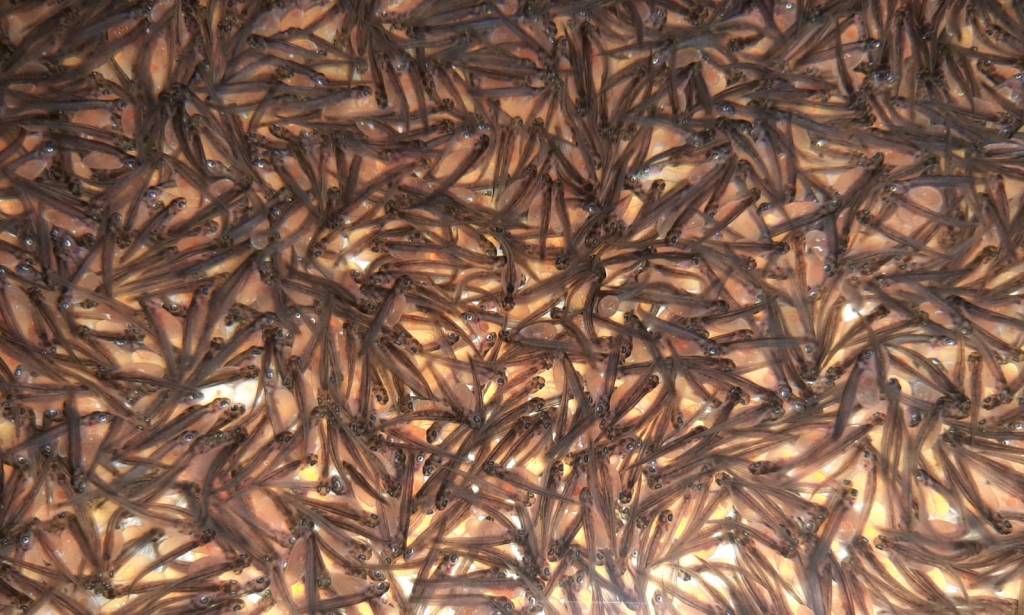 La semina delle marmorate