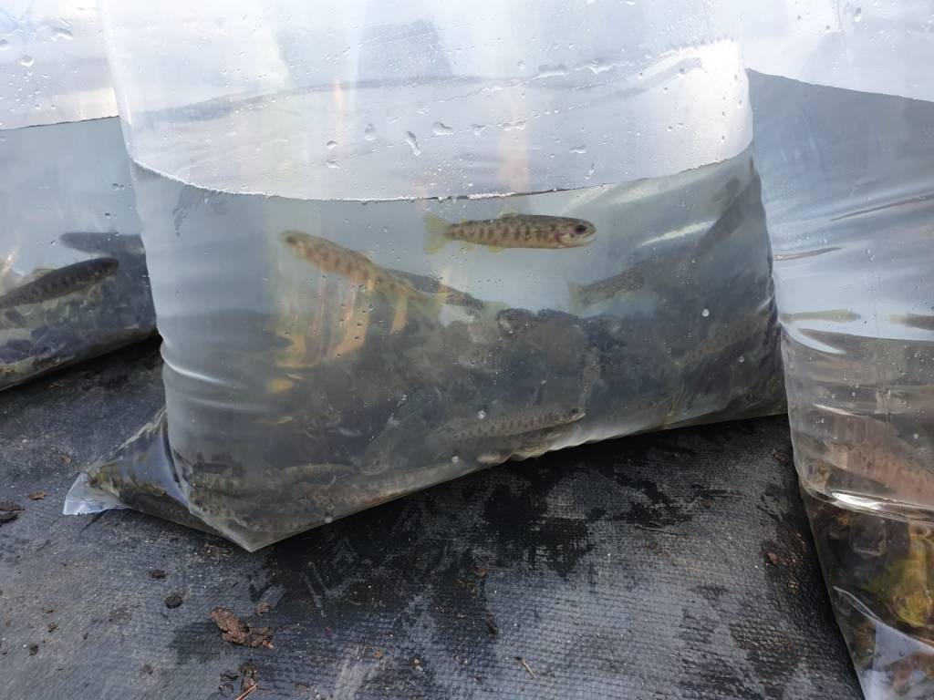 La semina delle marmorate