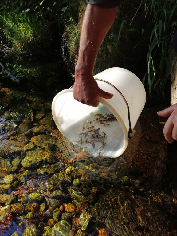 La semina delle marmorate