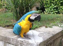 quiko ara pappagallo ispra