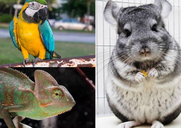 animali esotici, 