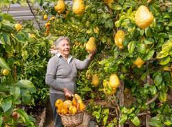 Gli agrumi di Cannero