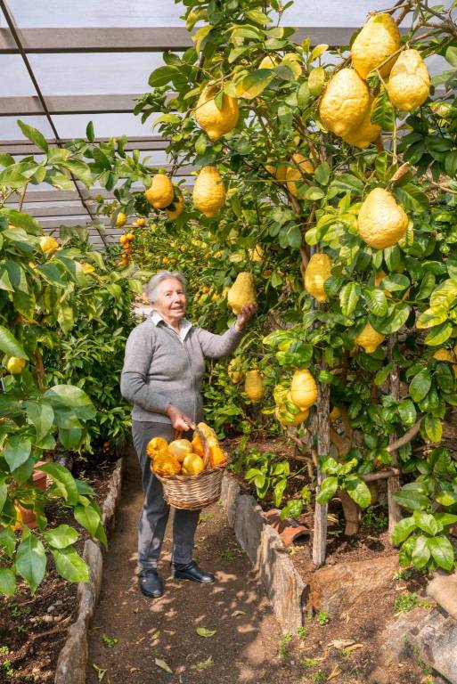 Gli agrumi di Cannero
