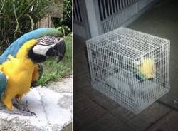 pappagallo rubato ispra quiko