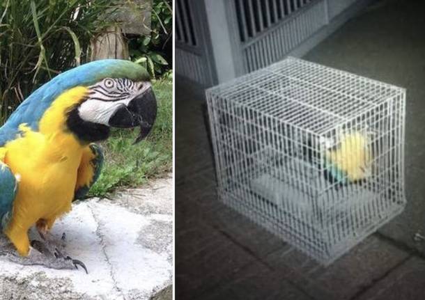 pappagallo rubato ispra quiko