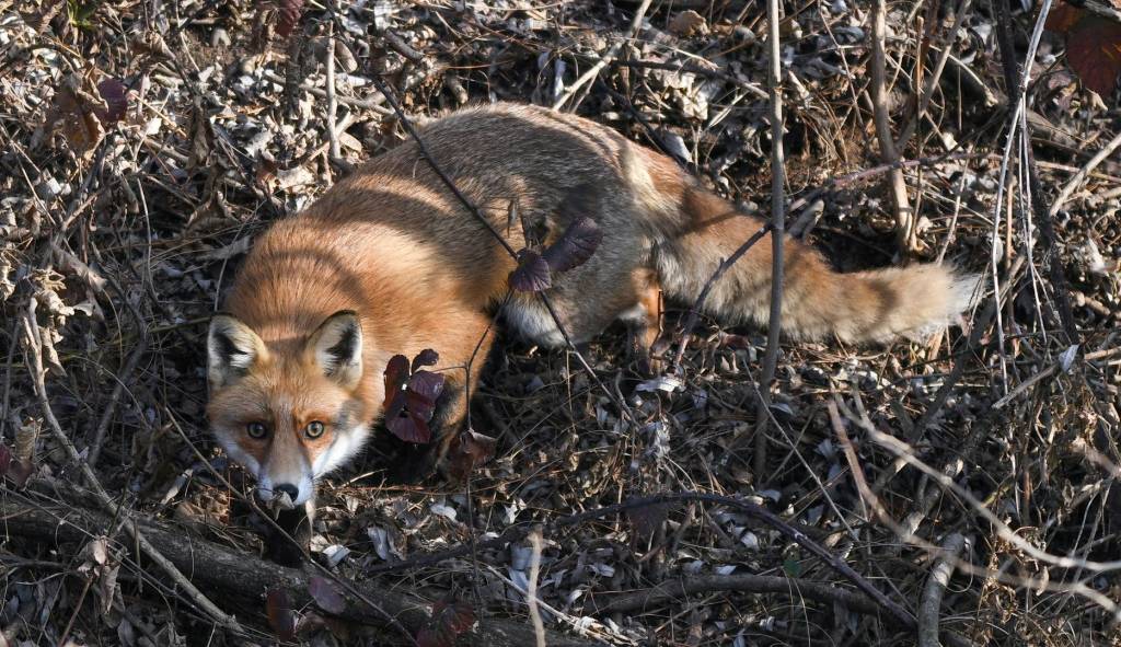 Volpe Luino e Germignaga - foto di Ivano Aglieri