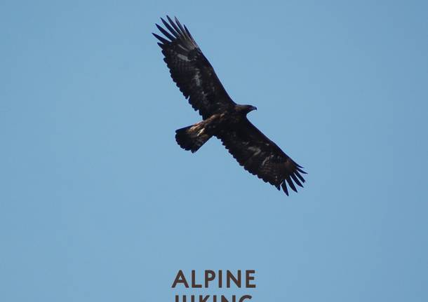 aquila valgrande