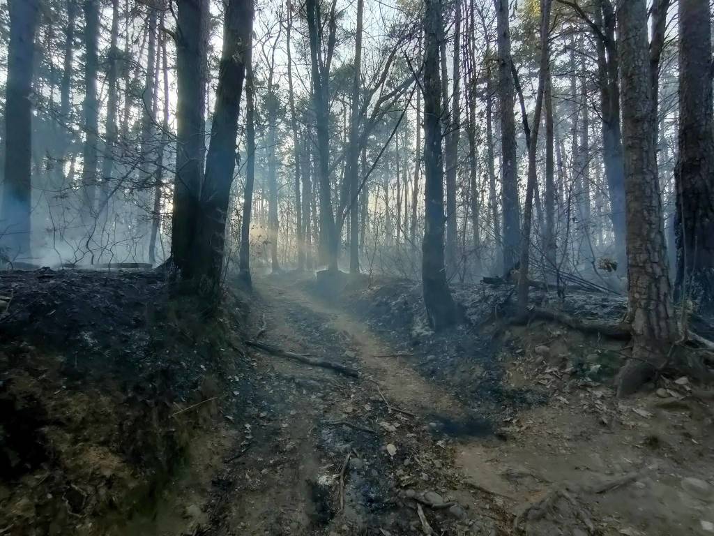 L'incendio nei boschi di Cuirone