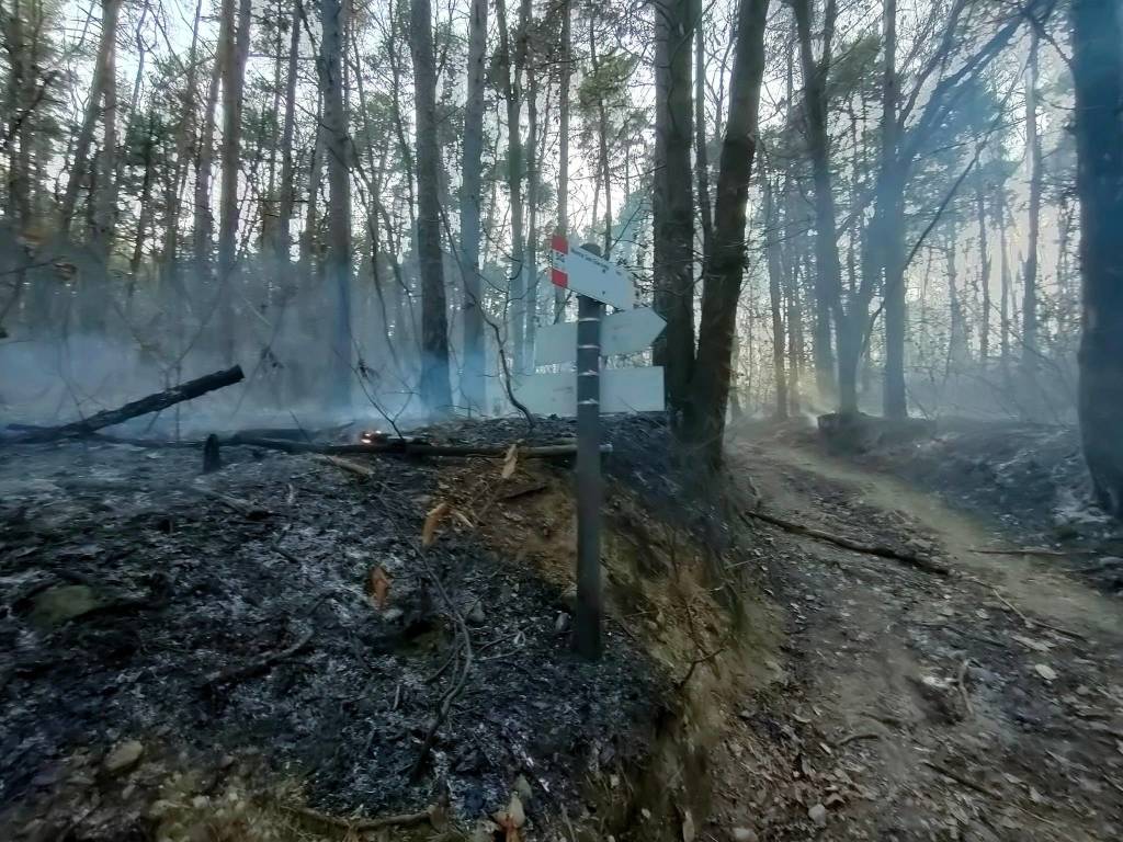 L'incendio nei boschi di Cuirone