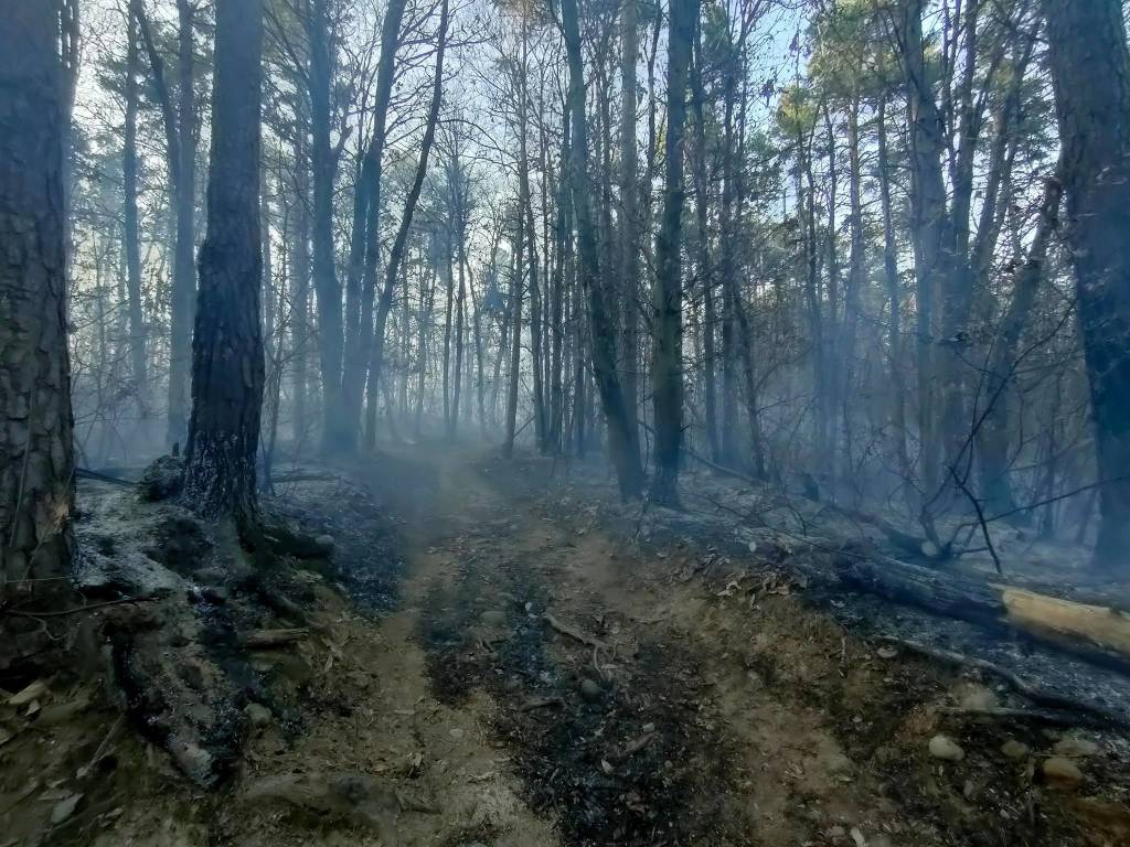 L'incendio nei boschi di Cuirone