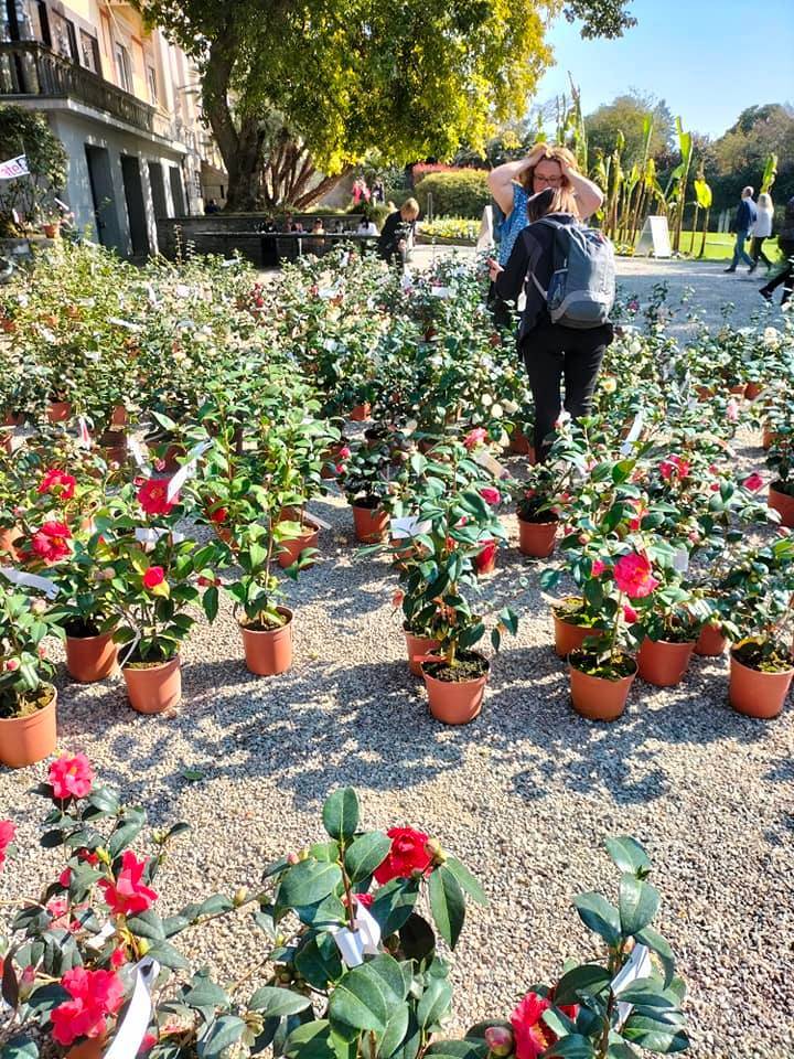 La 54esima edizione della Mostra della camelia a Verbania