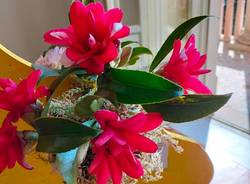 La 54esima edizione della Mostra della camelia a Verbania