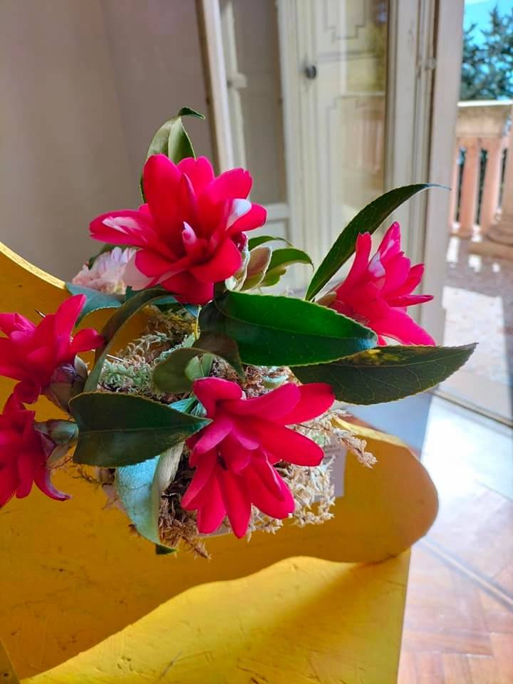 La 54esima edizione della Mostra della camelia a Verbania