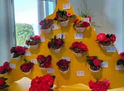 La 54esima edizione della Mostra della camelia a Verbania