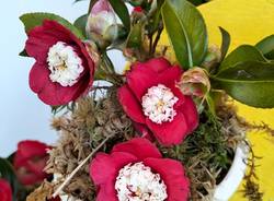 La 54esima edizione della Mostra della camelia a Verbania