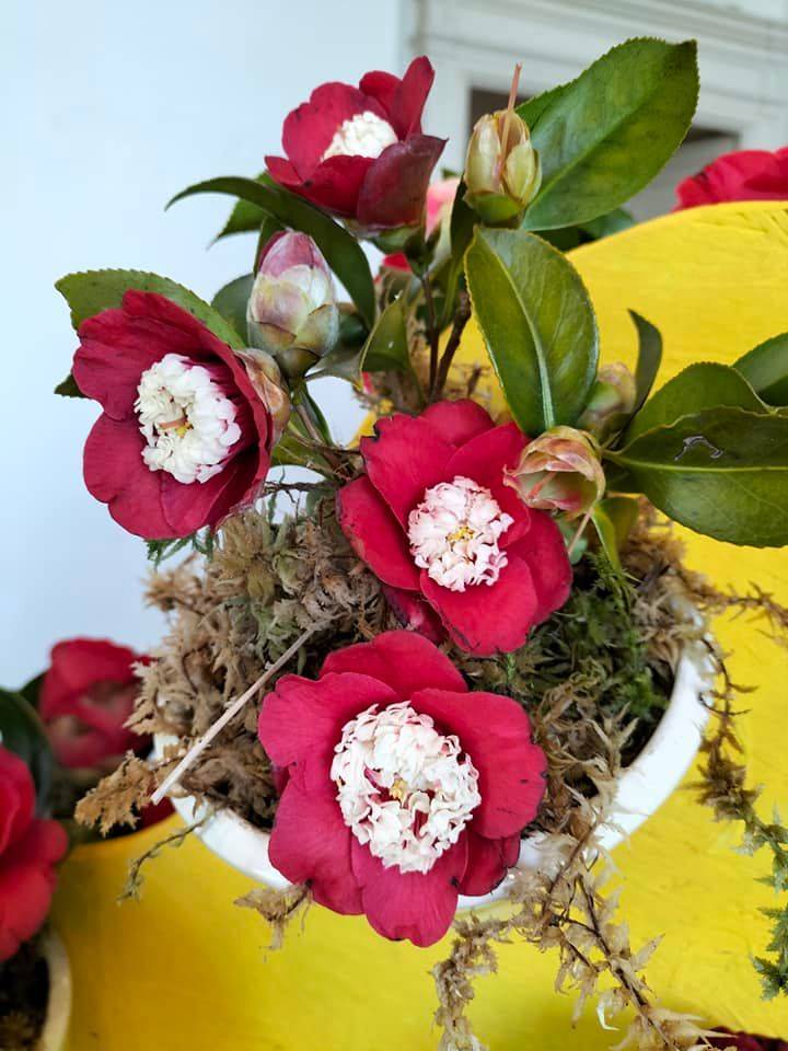 La 54esima edizione della Mostra della camelia a Verbania