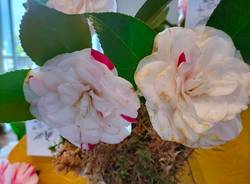 La 54esima edizione della Mostra della camelia a Verbania