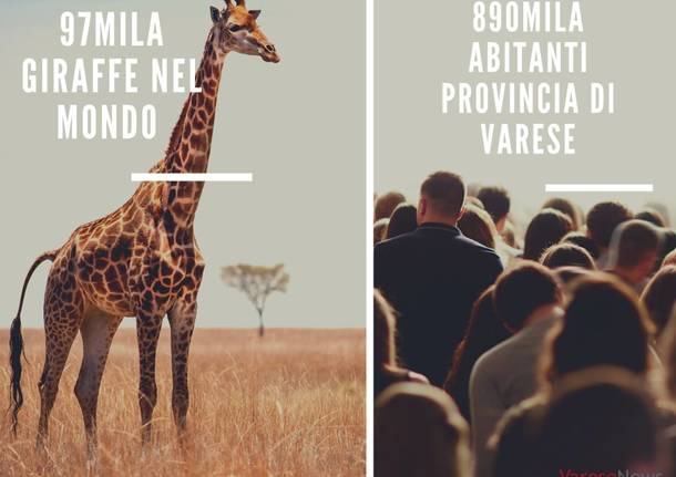La fauna mondiale e il varesotto