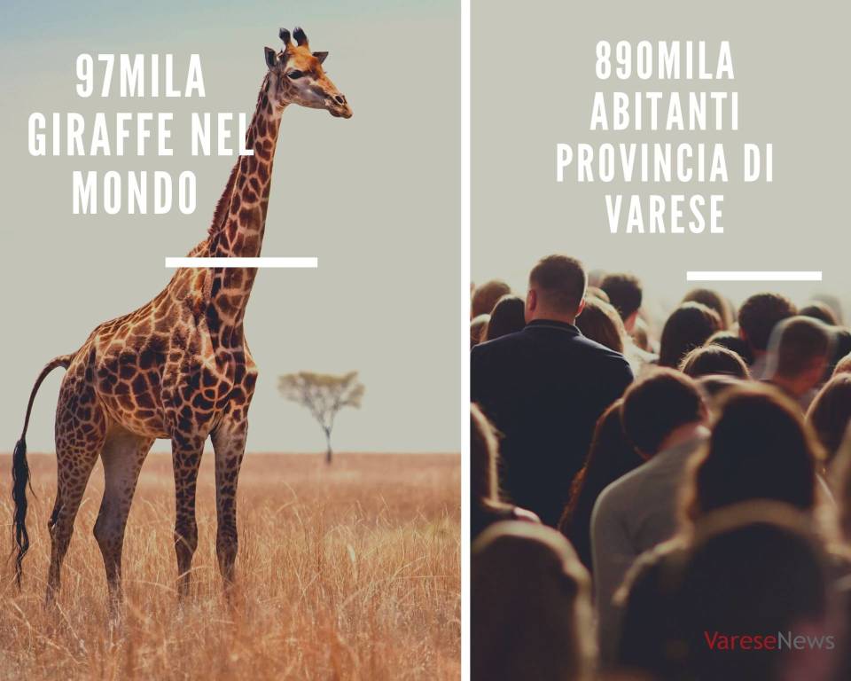 La fauna mondiale e il varesotto