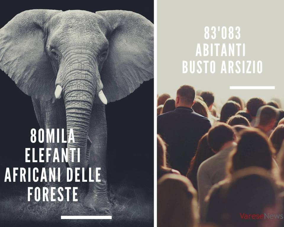 La fauna mondiale e il varesotto