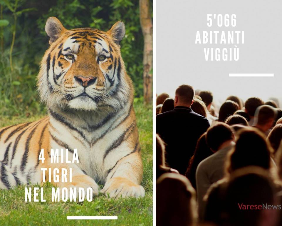 La fauna mondiale e il varesotto